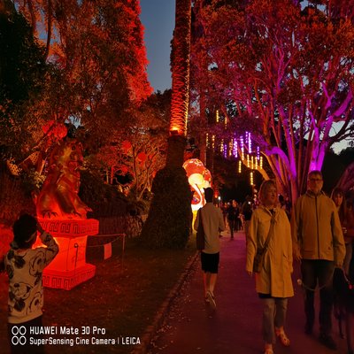 Snake lanterns at night
