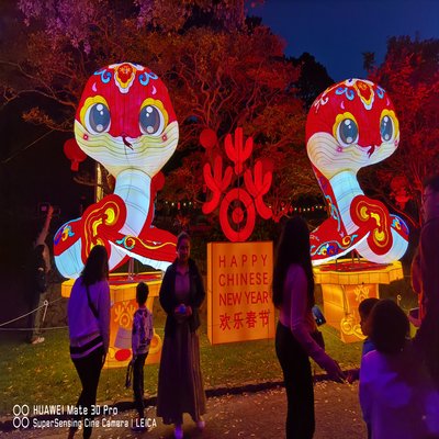 Glorious Snakes at night