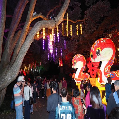Snakes at night admired by all